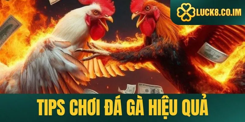 Chia sẻ tips chơi đá gà trực tuyến hiệu quả