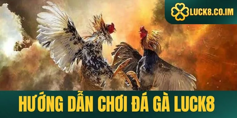 Hướng dẫn chơi đá gà Luck8